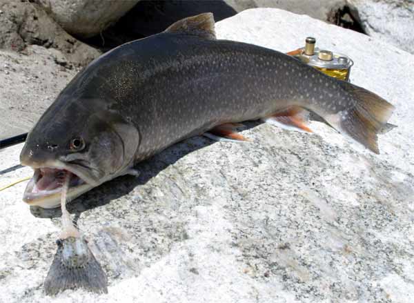 Salvelinusalpinus