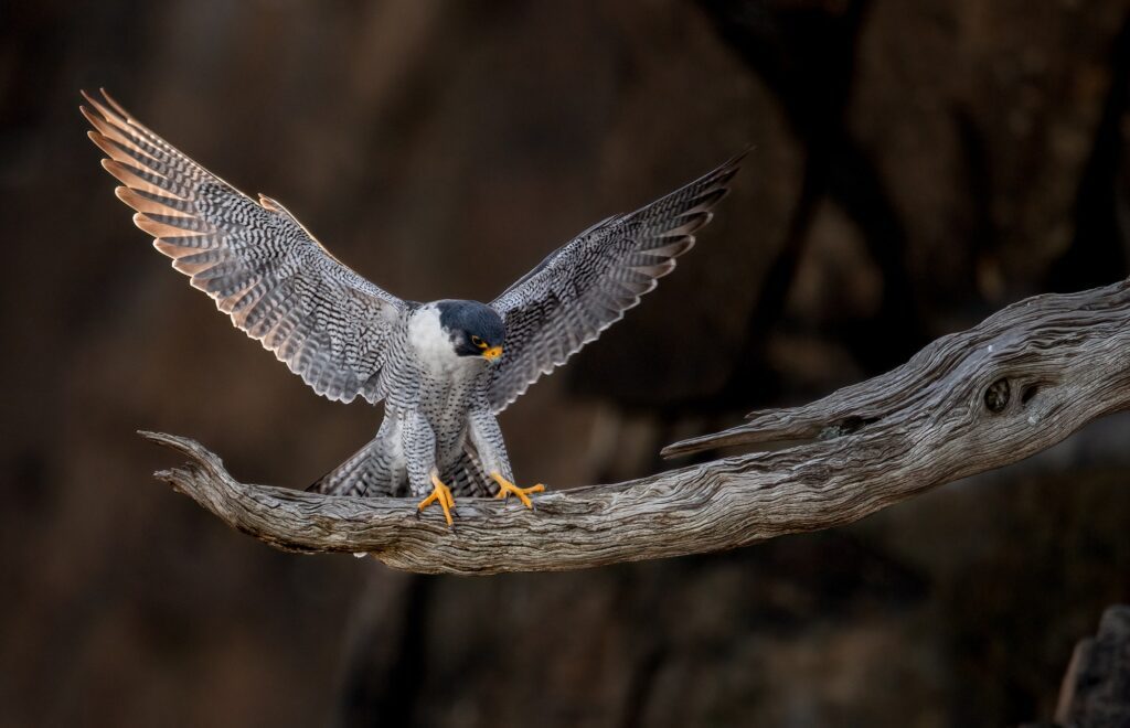A Peregrine Falcon on a Branch