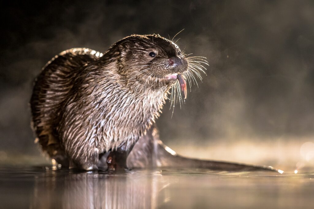 European Otter in shallow water at night