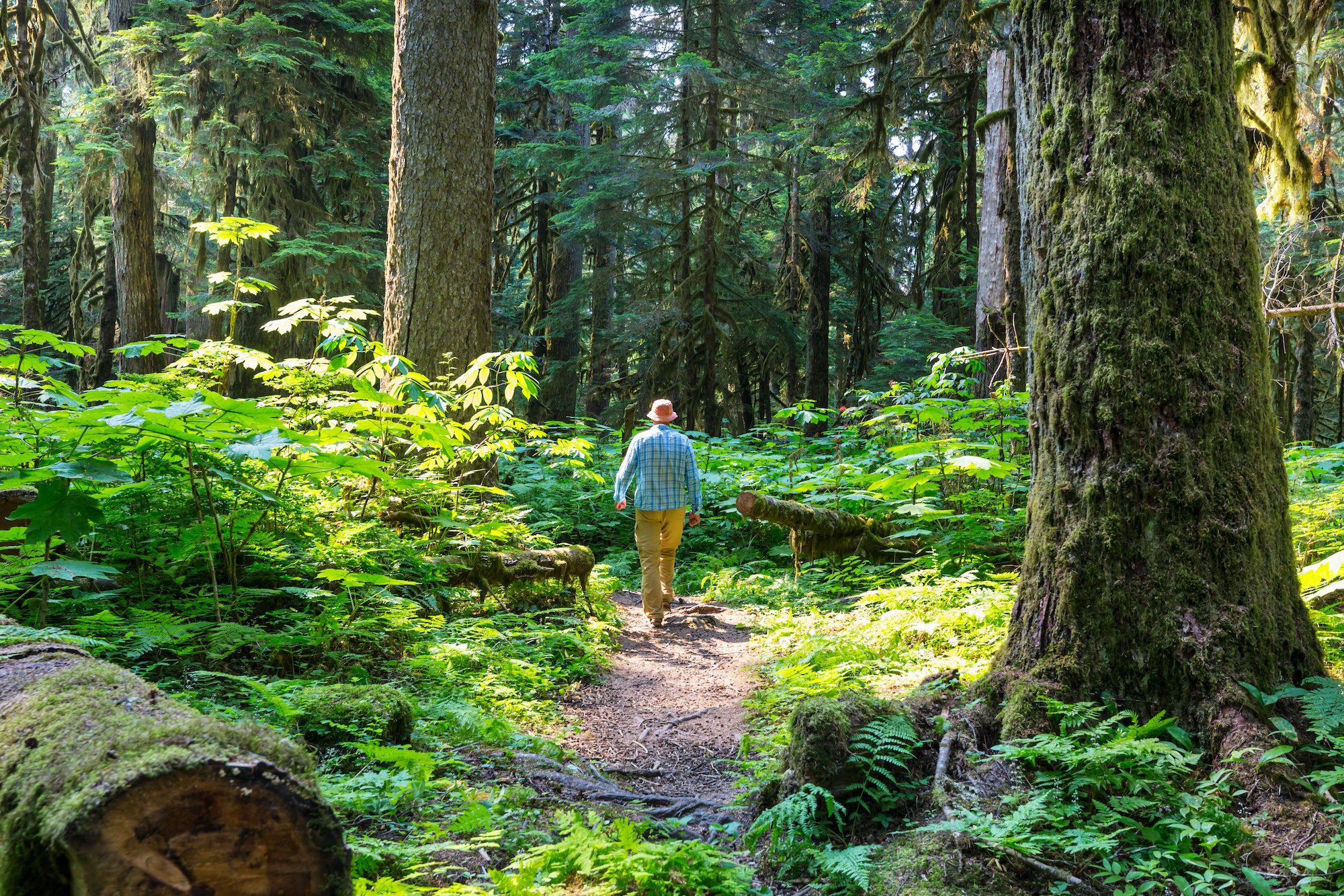 Hike in the forest on The Ullswater Way