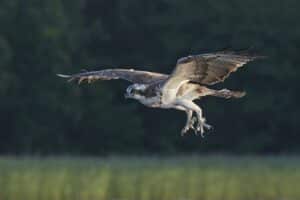 Osprey (Pandion haliaetus)