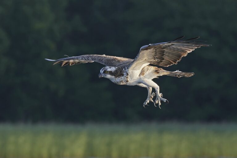 Osprey (Pandion haliaetus)