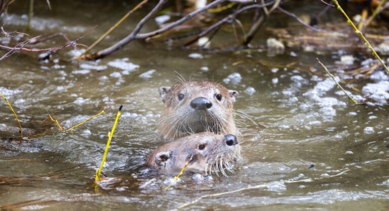 Otter swimming in a river.