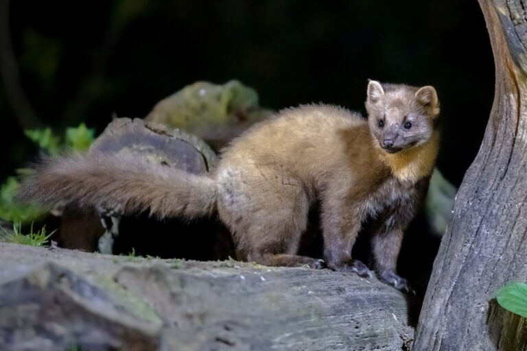 Pine marten on trunk in forest at night