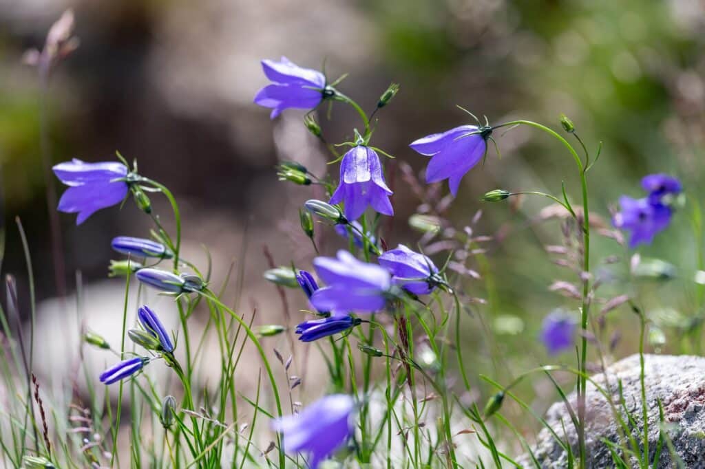 Pretty bluebells growing in the mountains in summer. Closeup.