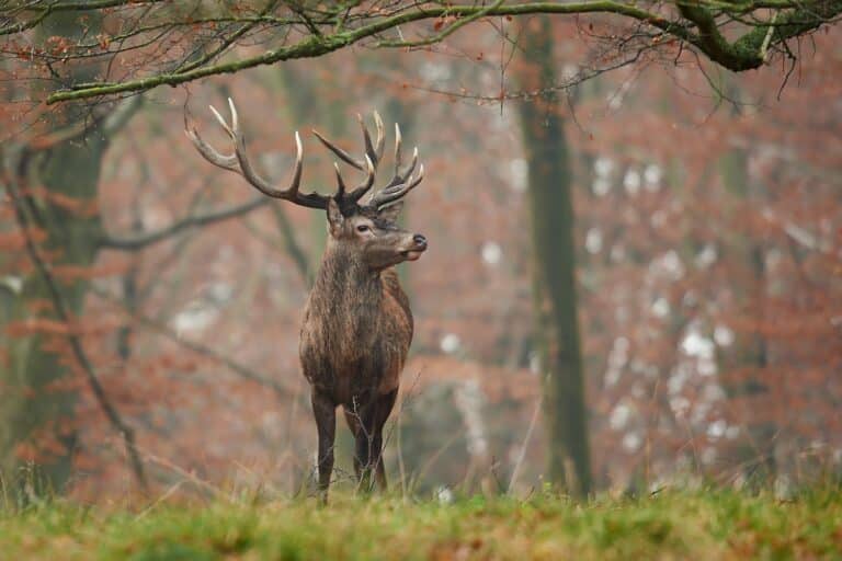 Red deer (Cervus elaphus)