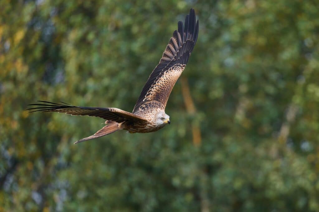 Red kite (Milvus milvus)