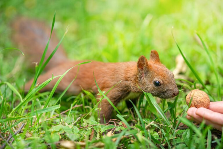 Red squirrel feeding in a wild nature.