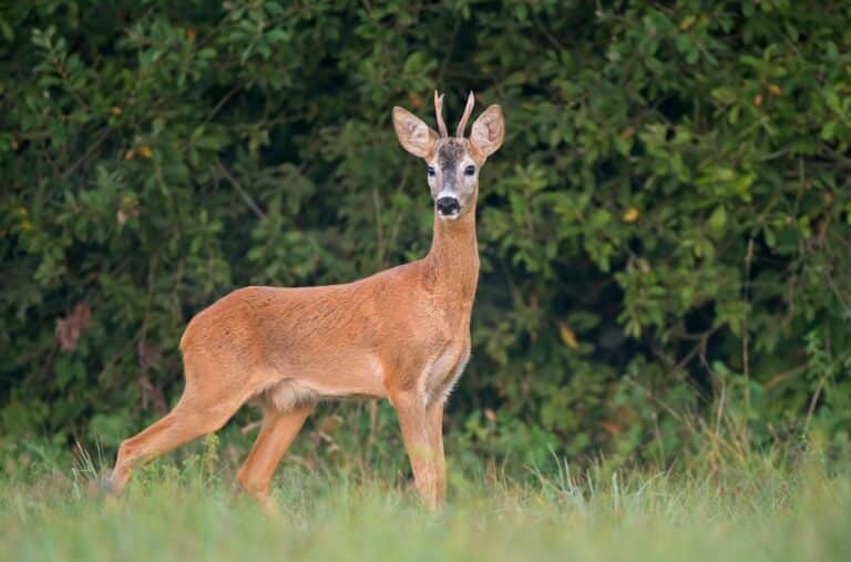 Roe deer