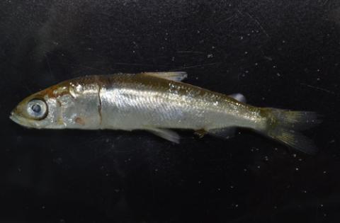 Vendace from Bassenthwaite