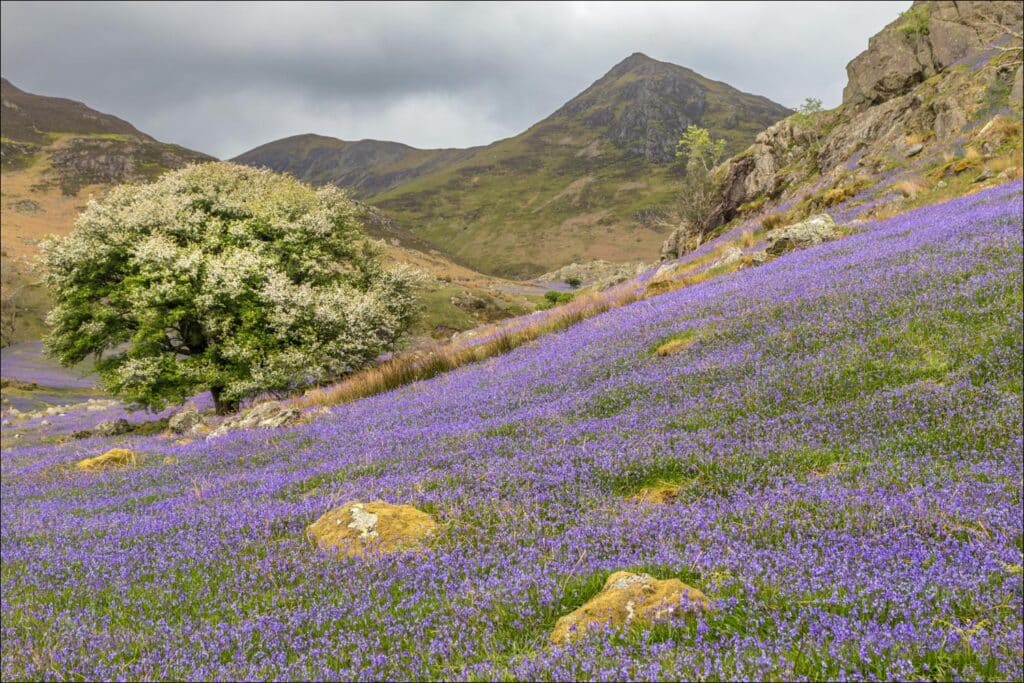 Rannerdale Walk: The Famous Bluebells Display Rannerdale