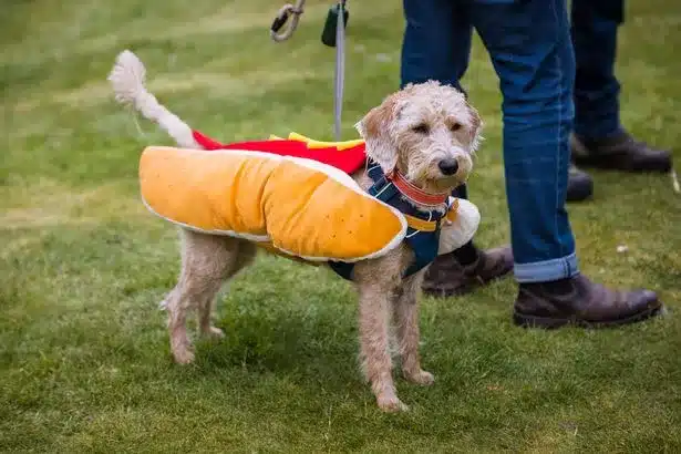 Sausage Dog