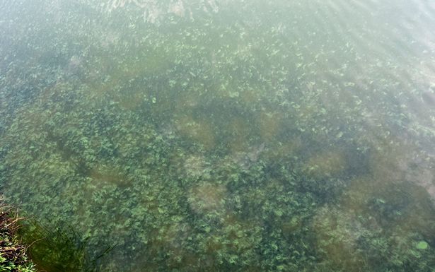 Blue Green Algae