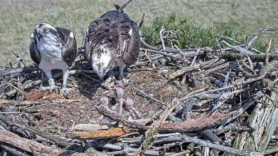 Osprey Chicks
