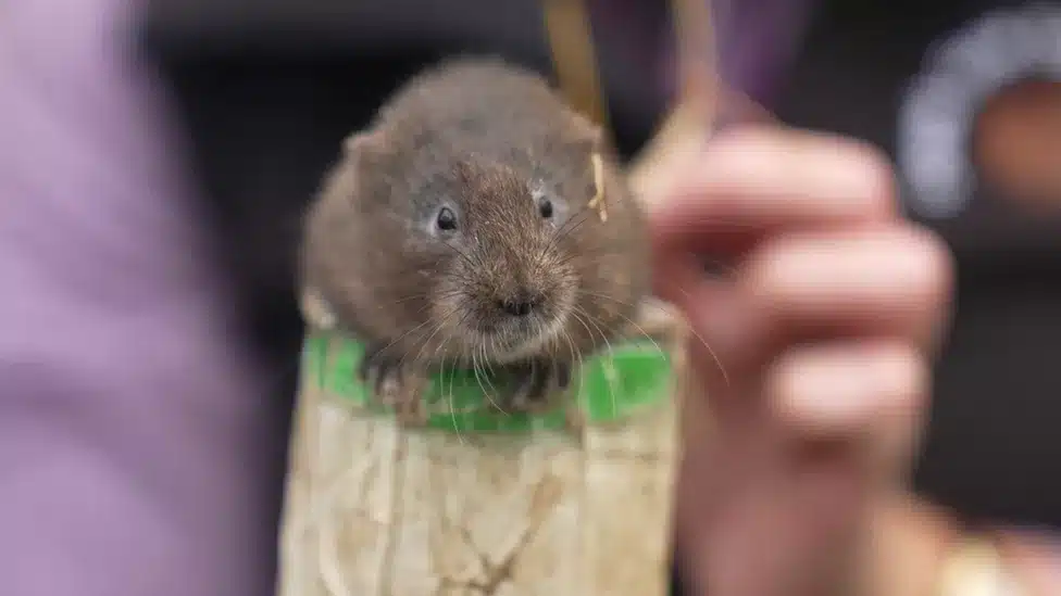 Water voles brought back to the Lake District Water Voles released in the Lake District