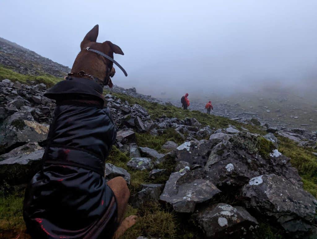 Lake District Mountain Rescue Team Called to Rescue 40kg Dog That Refused to Move Lake District Mountain Rescue Team Called to Rescue 40kg Dog That Refused to Move