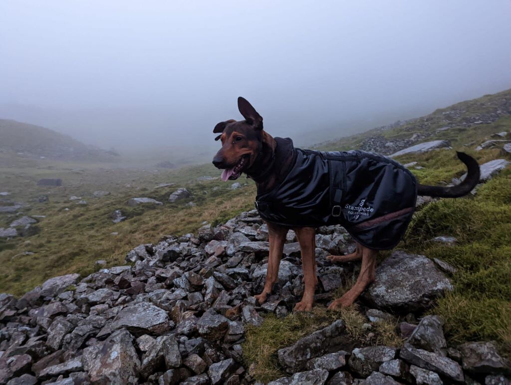 Lake District Mountain Rescue Team Called to Rescue 40kg Dog That Refused to Move Lake District Mountain Rescue Team Called to Rescue 40kg Dog That Refused to Move