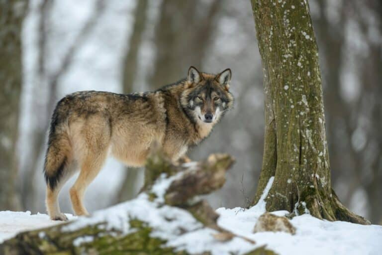 Gray wolf in the winter forest. Wolf in the nature habitat