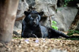 Lake District Big Cats