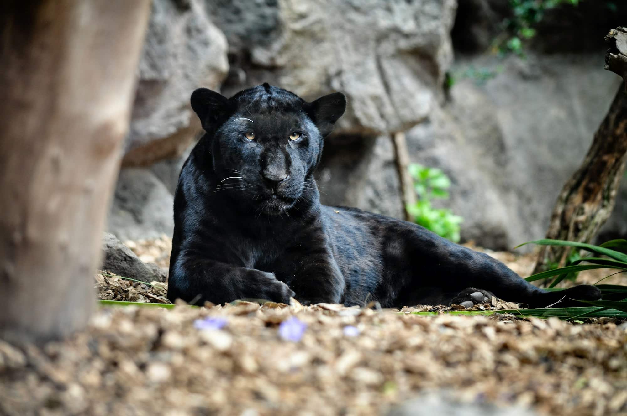 Lake District Big Cats